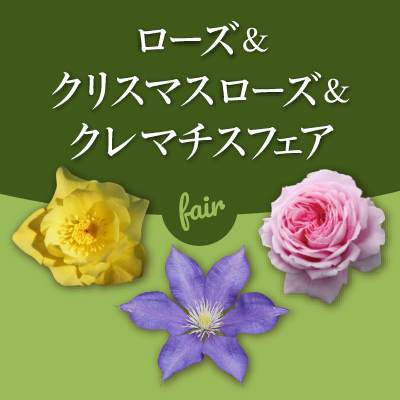 ローズ クリスマスローズ クレマチスフェア 京成バラ園 Keisei Rose Garden
