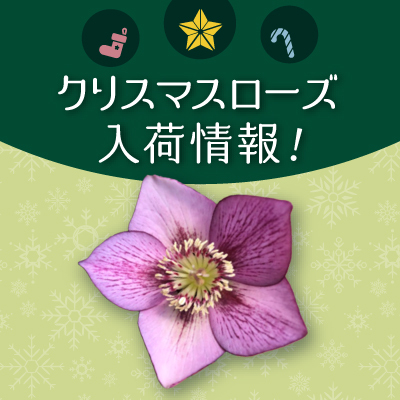 クリスマスローズ入荷情報 - 京成バラ園 - Keisei Rose Garden