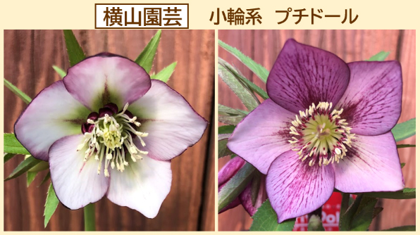 クリスマスローズ入荷情報 - 京成バラ園 - Keisei Rose Garden