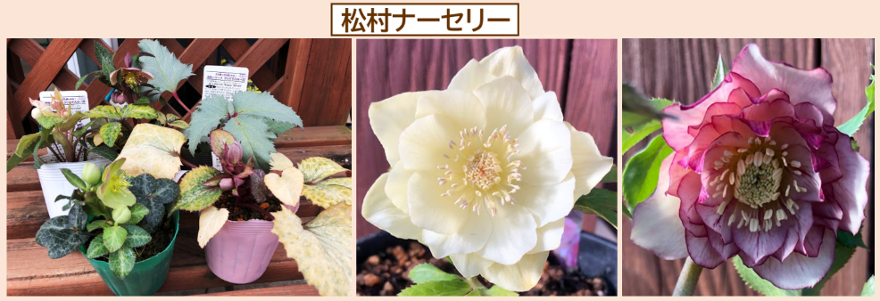 クリスマスローズ入荷情報 - 京成バラ園 - Keisei Rose Garden