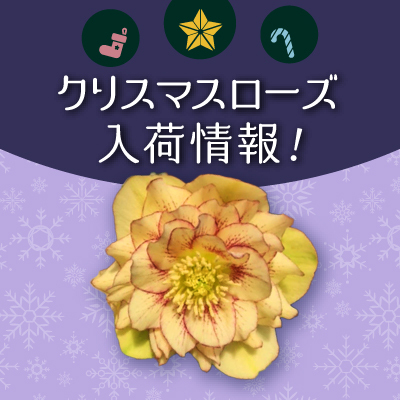 クリスマスローズ入荷情報 - 京成バラ園 - Keisei Rose Garden