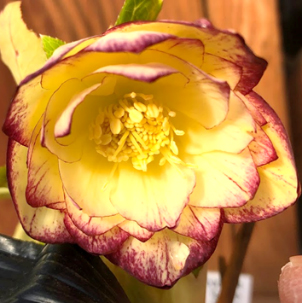 クリスマスローズ入荷情報 - 京成バラ園 - Keisei Rose Garden