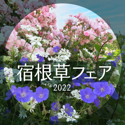 宿根草フェア