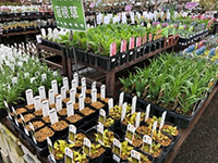 宿根草フェア