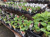 宿根草フェア