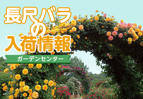 長尺バラの入荷情報 - 京成バラ園 - Keisei Rose Garden