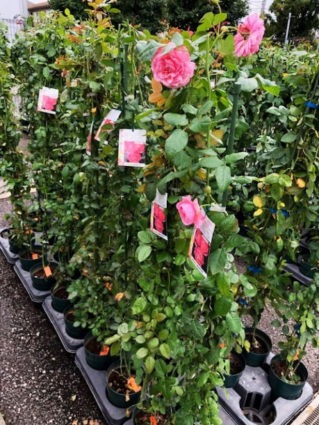 長尺バラの入荷情報 - 京成バラ園 - Keisei Rose Garden