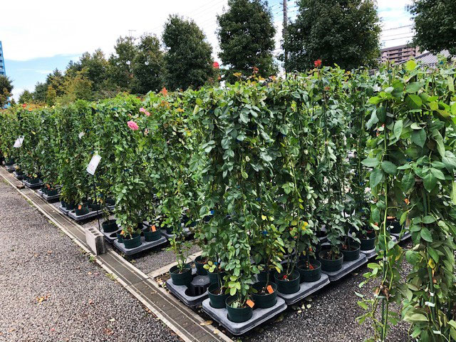 長尺バラの入荷情報 - 京成バラ園 - Keisei Rose Garden