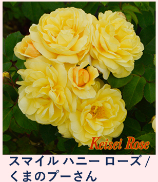 バラ大苗販売開始！ - 京成バラ園 - Keisei Rose Garden