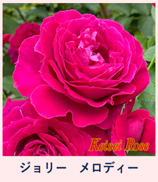 バラ大苗販売開始！ - 京成バラ園 - Keisei Rose Garden