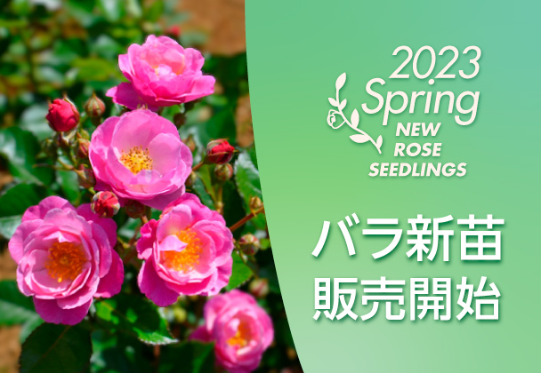 バラ新苗販売開始！ - 京成バラ園 - Keisei Rose Garden