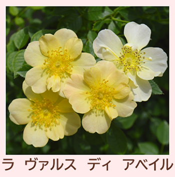 バラ大苗販売開始！ - 京成バラ園 - Keisei Rose Garden