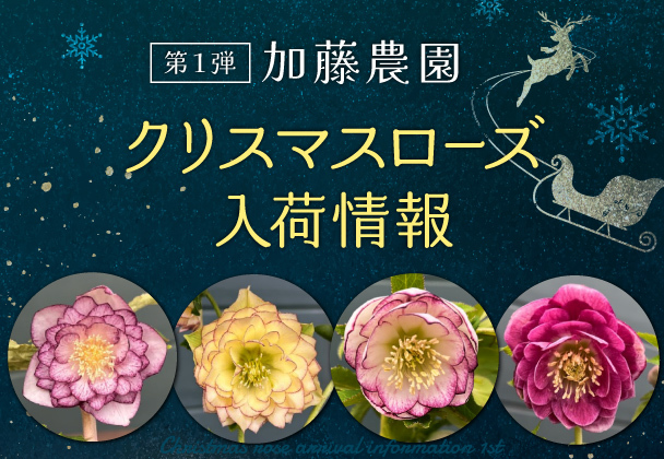 クリスマスローズ入荷情報　第１弾