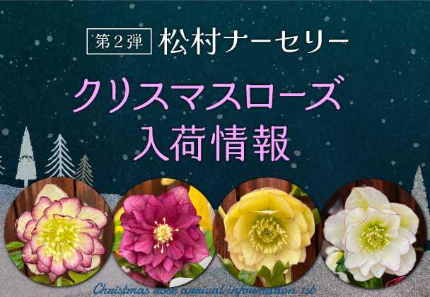 ☆、KinaRi様ご購入苗㉕-487㉕-493クリスマスローズ 【公式通販】