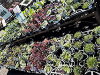 宿根草フェア