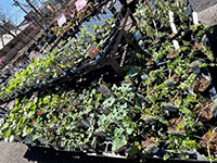宿根草フェア