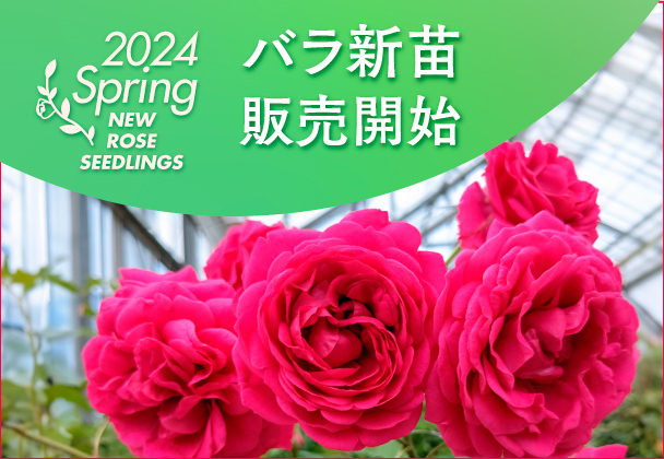 バラ新苗販売開始！ - 京成バラ園 - Keisei Rose Garden