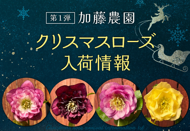 クリスマスローズ入荷情報 第1弾 - 京成バラ園 - Keisei Rose