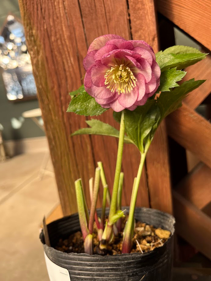 クリスマスローズ入荷情報 第1弾 - 京成バラ園 - Keisei Rose