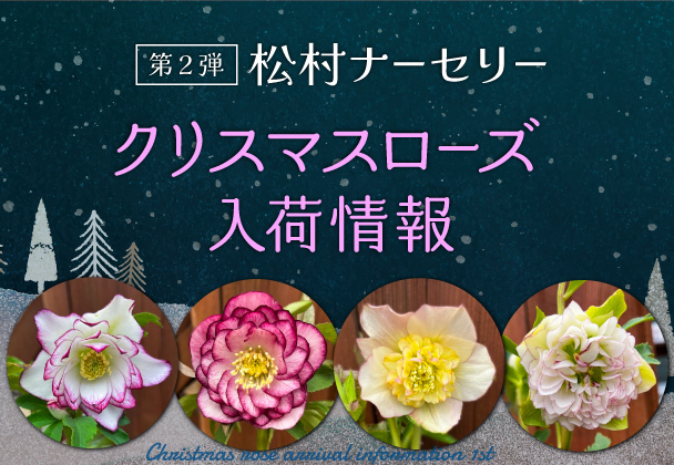 クリスマスローズ入荷情報 第２弾