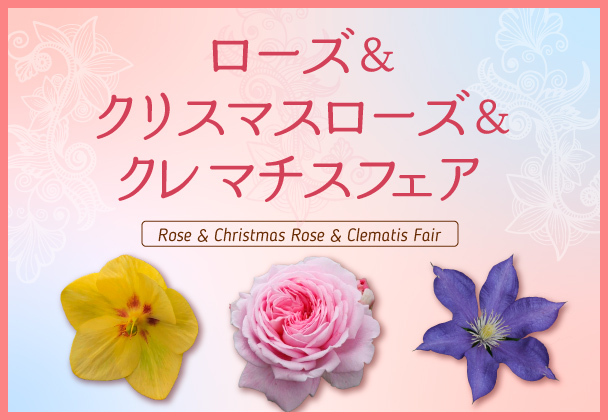 ローズ&クリスマスローズ&クレマチスフェア
