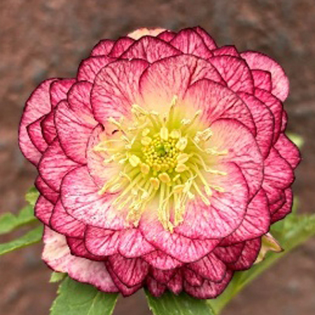 加藤農園さんクリスマスローズ2