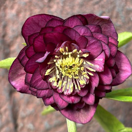 加藤農園さんクリスマスローズ2