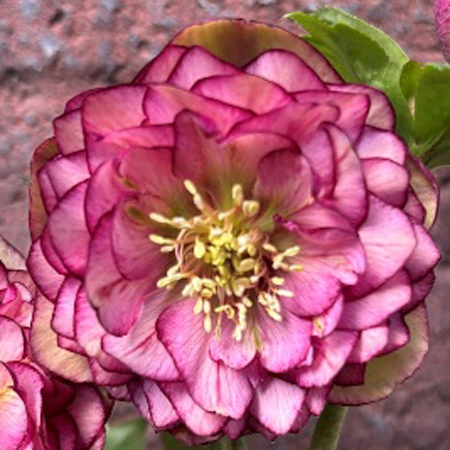 加藤農園さんクリスマスローズ2