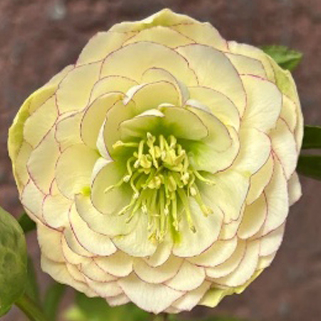 加藤農園さんクリスマスローズ2