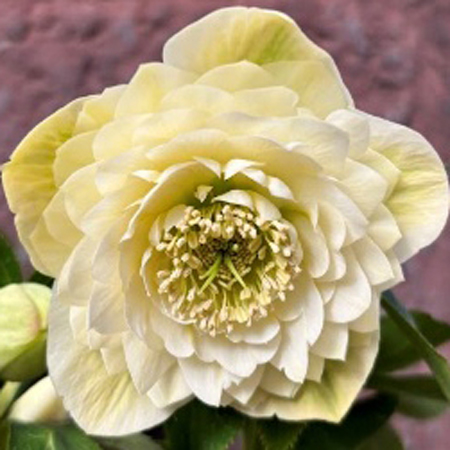 加藤農園さんクリスマスローズ2