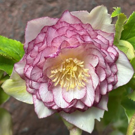 加藤農園さんクリスマスローズ2