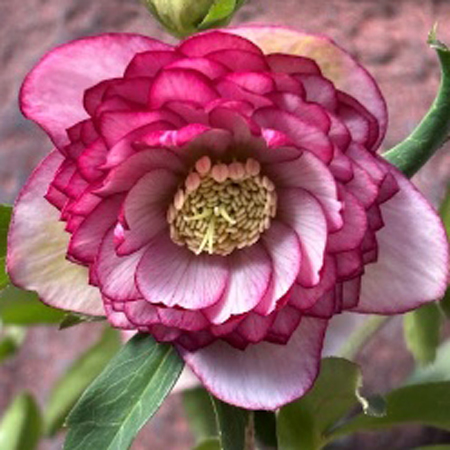 加藤農園さんクリスマスローズ2