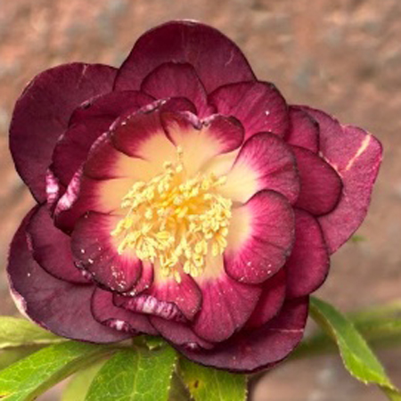 加藤農園さんクリスマスローズ2