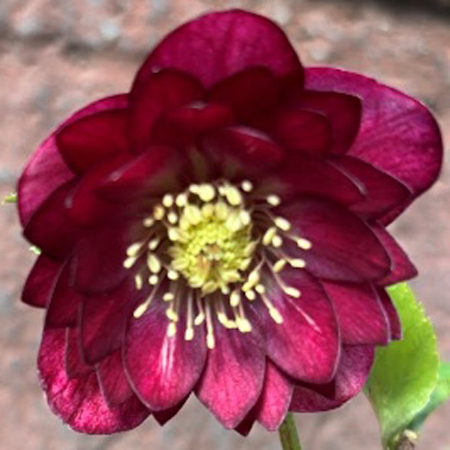 加藤農園さんクリスマスローズ2