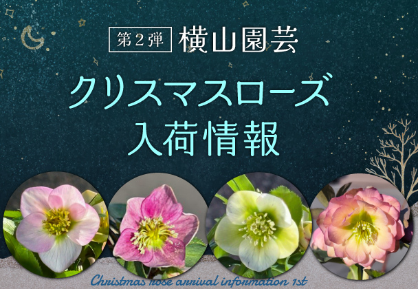 クリスマスローズ入荷情報　第2弾