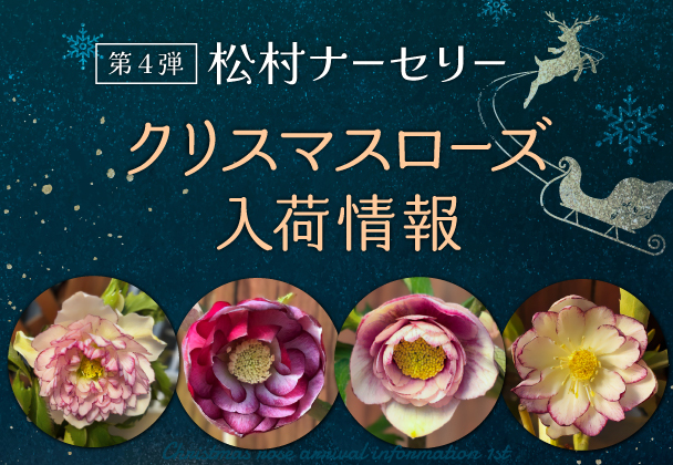 クリスマスローズ入荷情報 第4弾