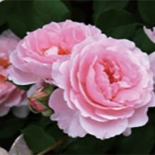 バラ「夢香」の香りの特徴