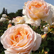 バラ「夢香」の香りの特徴