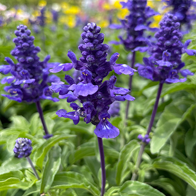 草花・宿根草 POT苗 