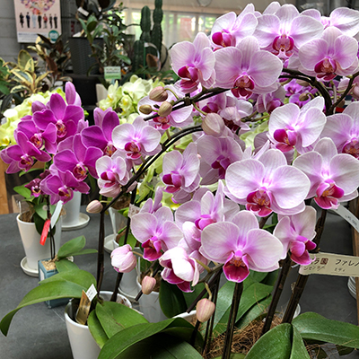 鉢花・洋ラン 