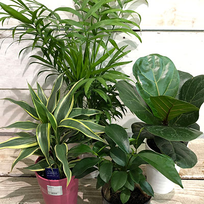 観葉植物