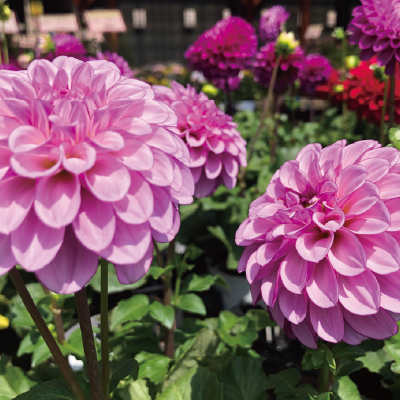鉢花