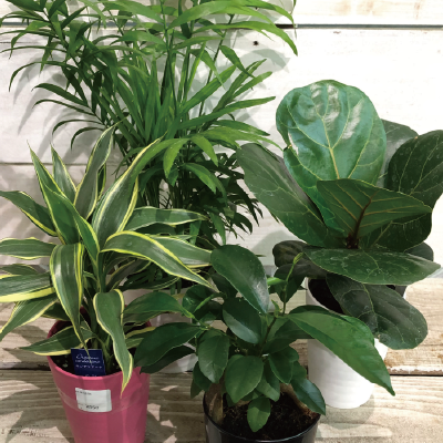 観葉植物