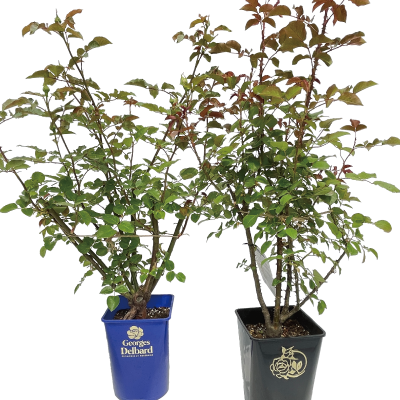 他社ブランドローズ