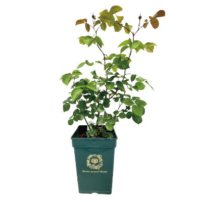 イングリッシュローズ