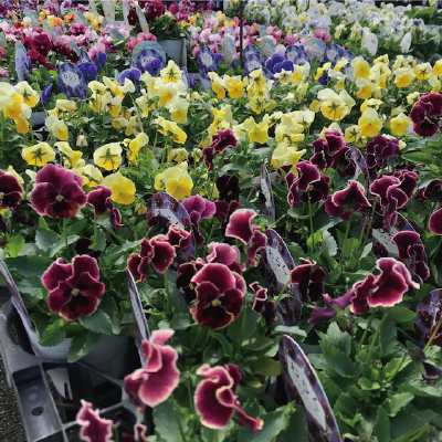 草花・宿根草 （POT苗） 