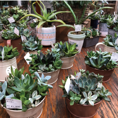 多肉・サボテン・エアープランツ