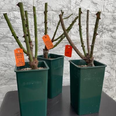 バラ大苗4,5号角鉢