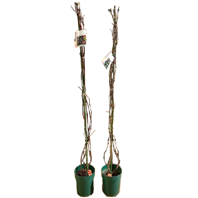 つるバラ長尺(6号)