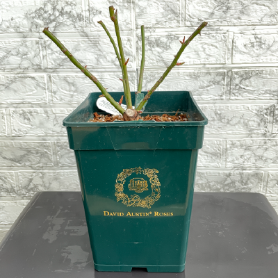 イングリッシュローズ